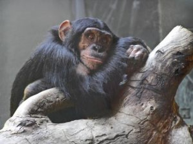 Biology daydreaming Uganda chimpanzee about Hominidae Volcanoes National Park